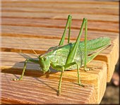 große Ansicht hier klicken